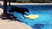 Ce chien est le roi du bodyboard... Regardez comment il récupère sa balle dans la piscine