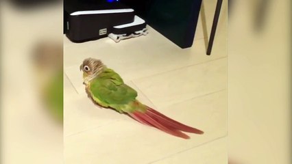 Ce perroquet défend son territoire férocement... Attaque