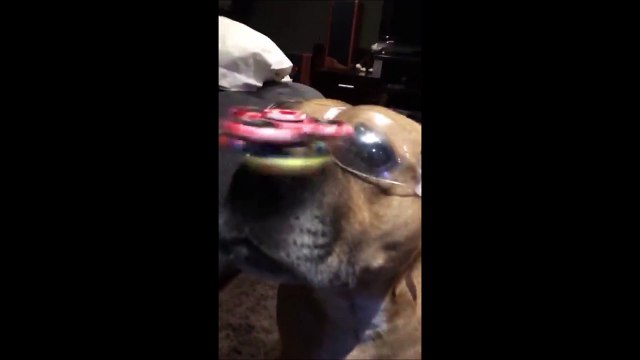 2 hand spinner tournent sur le museau de ce chien