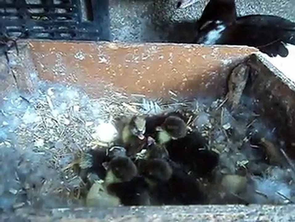 My Moscowy Duck with babies..By Taimoor...