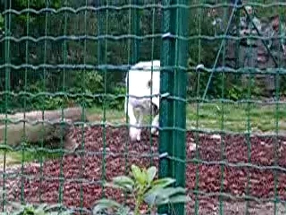 Loup Blanc Zoo de Vincennes