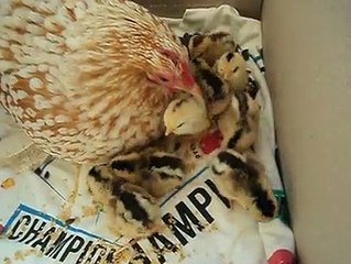 Sabelpoot hen with 8 chicks..By Taimoor...