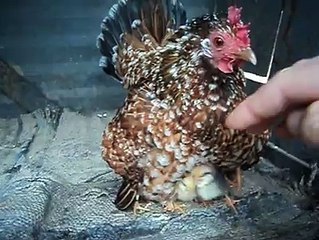 Bantam hen with chicks..By Taimoor...