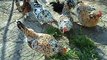 My beautiful speckled chickens..By Taimoor...