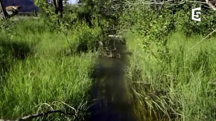 Le castor transforme complètement le