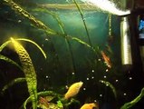 Best Fishes in my Fish aquarium 2 By Taimoor...