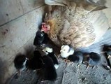Angry broody hen with chicks..By Taimoor...