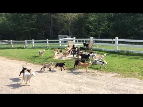 Little Baby Goats Were Born to Run