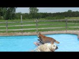 Buddy the Golden Retriever Swims for the First Time