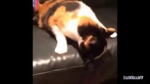 NEW _Try Not To Laugh Challenge_ _ Funny Animals Vinessds Compilation _ Top Funny Pets