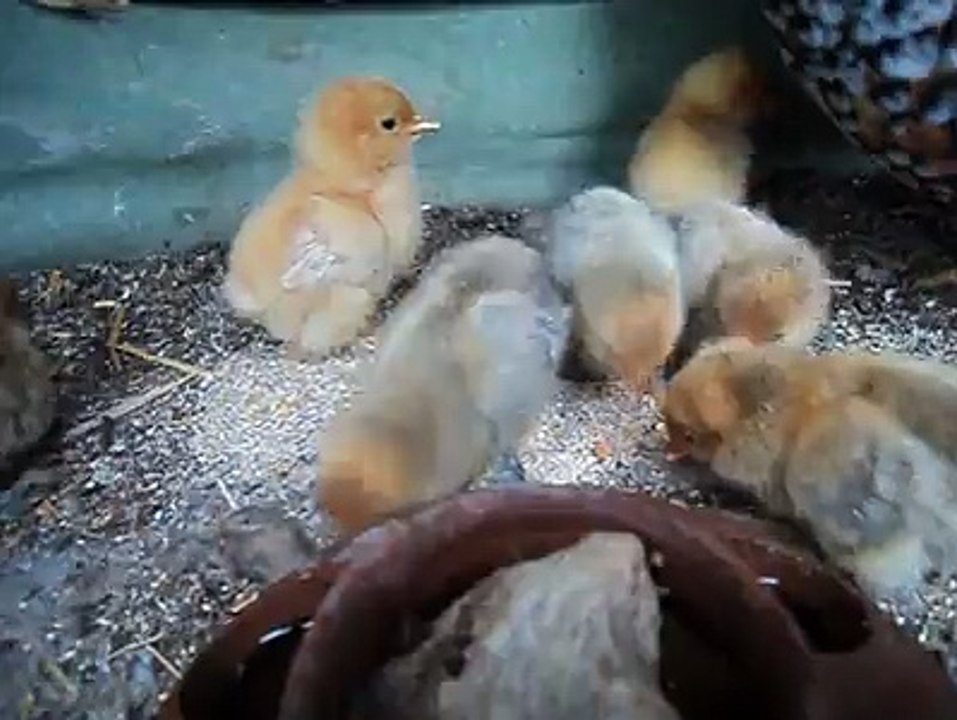 My sabelpoot chicks..By Taimoor...
