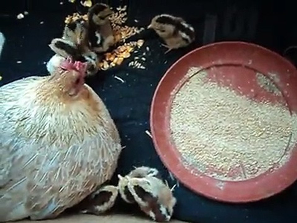 Angry broody hen with chicks 2..By Taimoor...