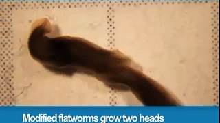 319.Modified worms grow two heads