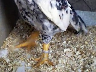 Ko Shamo 1 By Taimoor...