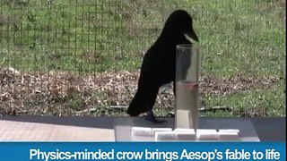 325.Physics-minded crow brings Aesop