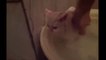 Funny Cats Enjoying Bath _ Cats That LOVE Water Compilationewe