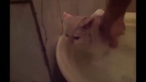 Funny Cats Enjoying Bath _ Cats That LOVE Water Compilationewe