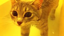 Funny Cats Enjoying Bath _ Cats That LOVE Water Compilationee
