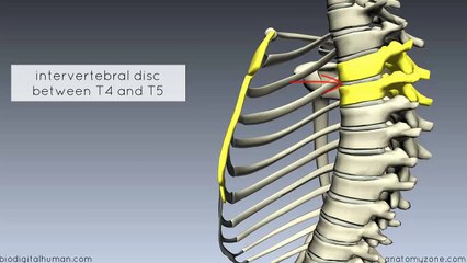 Sternal Angle - Angle of sdfsdfomy Tutorial-20