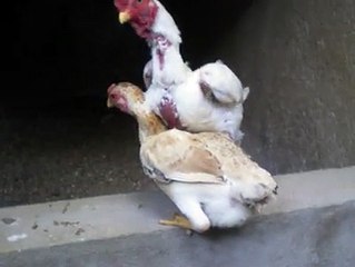 Ko Shamo pair 2 By Taimoor...