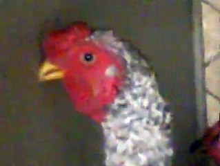 Ko Shamo pair 3 By Taimoor...