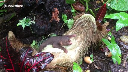 Just a baby sloth crawling all over its tired mum