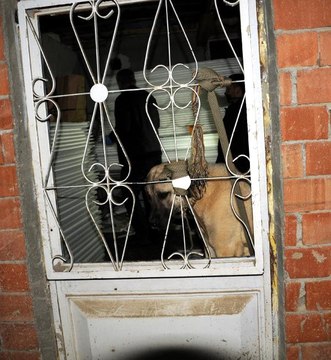 1 Yaşındaki Sivas Kangalı 'Kontes'in Ayaklarını Bağlayıp Tecavüz Ettiler!