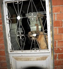 1 Yaşındaki Sivas Kangalı 'Kontes'in Ayaklarını Bağlayıp Tecavüz Ettiler!