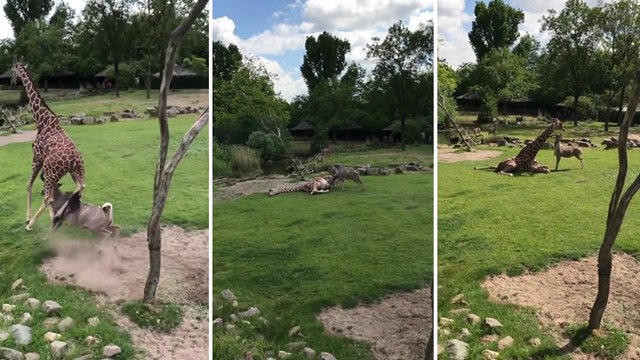 Une girafe se fait attaquer par une antilope