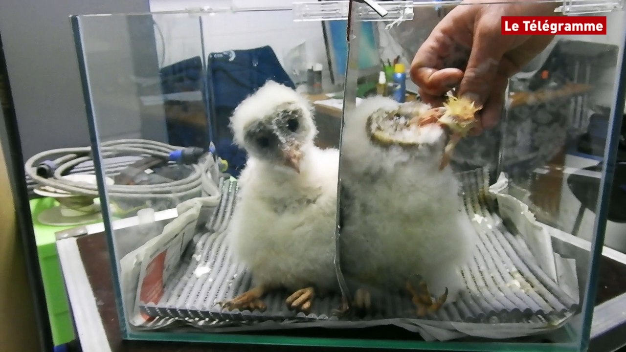 Audierne. Naissance de 2 chouettes effraies à l'Aquashow  audierne chouettes