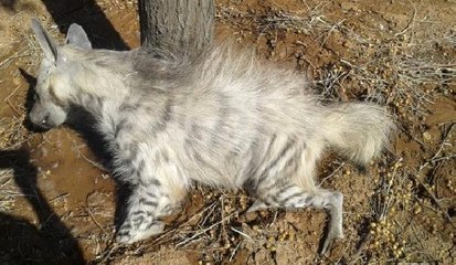 Aracın Çarptığı Çizgili Sırtlan Telef Oldu