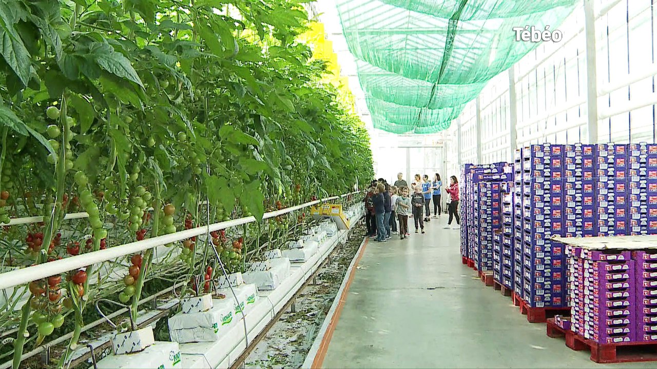 Le Relecq-Kerhuon (29) Comment poussent les tomates ?