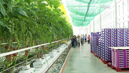 Le Relecq-Kerhuon (29) Comment poussent les tomates ?
