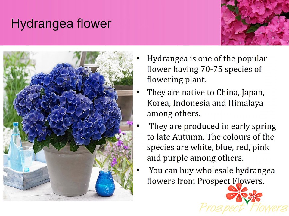 5 tips Growing Hydrangea Flowers