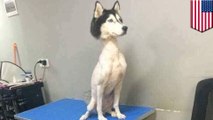 Foto viral Husky dicukur menghebohkan netizens - Tomonews