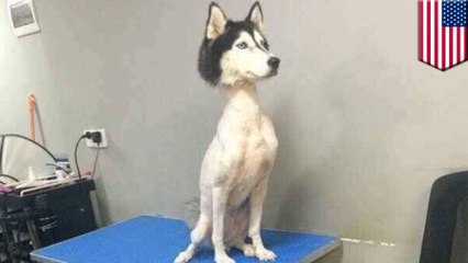 Télécharger la video: Foto viral Husky dicukur menghebohkan netizens - Tomonews