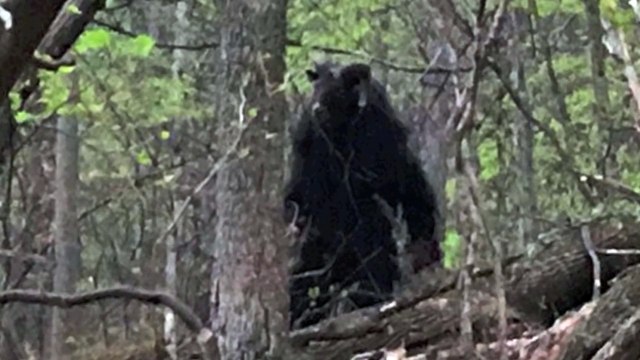 Unknown Creatures caught on Camerarer