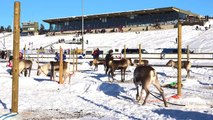 Reindeer Races in Rovaniemi area in Lapland Finland - Poroajot Rovaniemi Ranua Porokilpai
