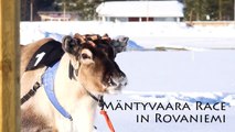 Reindeer Races in Rovaniemi area in Lapland Finland - Poroajot Rovaniemi Ranua Porokilpa