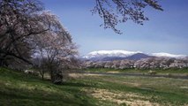 Sakura Stream in Tohoku, Japan 4K (Ultra HD