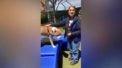 Adopt Sonny!    Pit Bull Mix    Adoption Featur