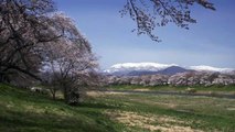 Sakura Stream in Tohoku, Japan 4K (Ultra HD) -