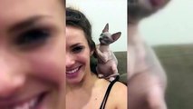 Sphinx Cats  Funny Hairless Cats Playing [Epic Laug