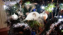 Cats vs. Christmas Trees Compilation 2016 - 201