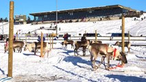 Reindeer Races in Rovaniemi area in Lapland Finland - Poroajot Rovaniemi Ranua Por