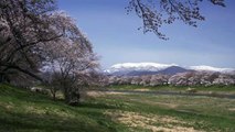 Sakura Stream in Tohoku, Japan 4K (Ultra HD) -