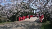 Sakura Stream in Tohoku, Japan 4K (Ultra HD) - 東