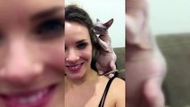 Sphinx Cats  Funny Hairless Cats Playing [Epic La