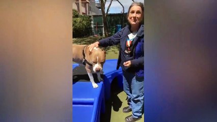 Adopt Sonny!    Pit Bull Mix    Adoption Feat