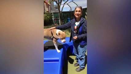 Adopt Sonny!    Pit Bull Mix    Adoption Feat